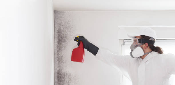 Best Black Mold Removal  in Beach Park, IL