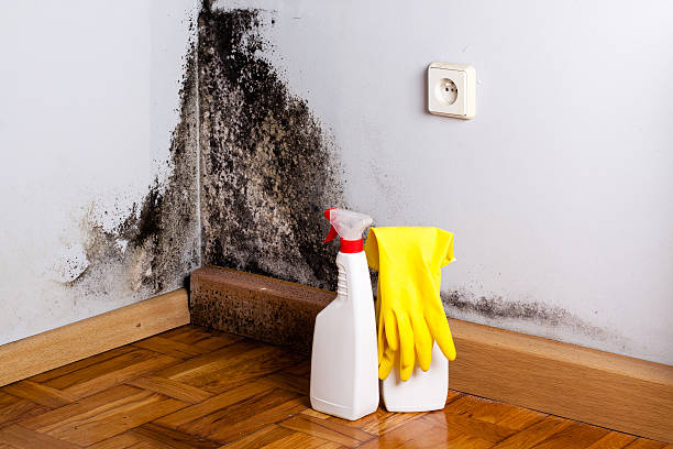 Best Mold Testing  in Beach Park, IL