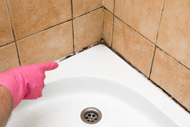 Best Attic Mold Removal  in Beach Park, IL